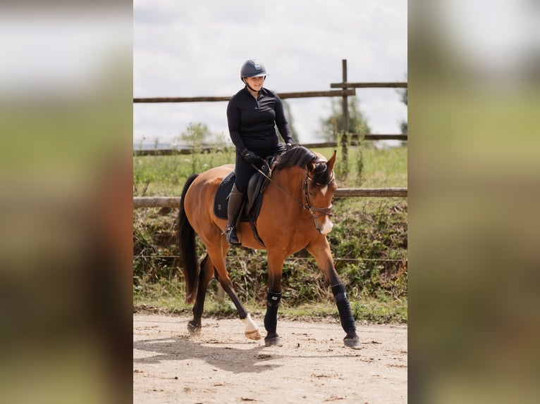 Westphalien Hongre 5 Ans 164 cm Bai in Ensch