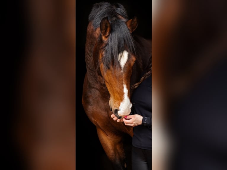 Westphalien Hongre 5 Ans 164 cm Bai in Ensch