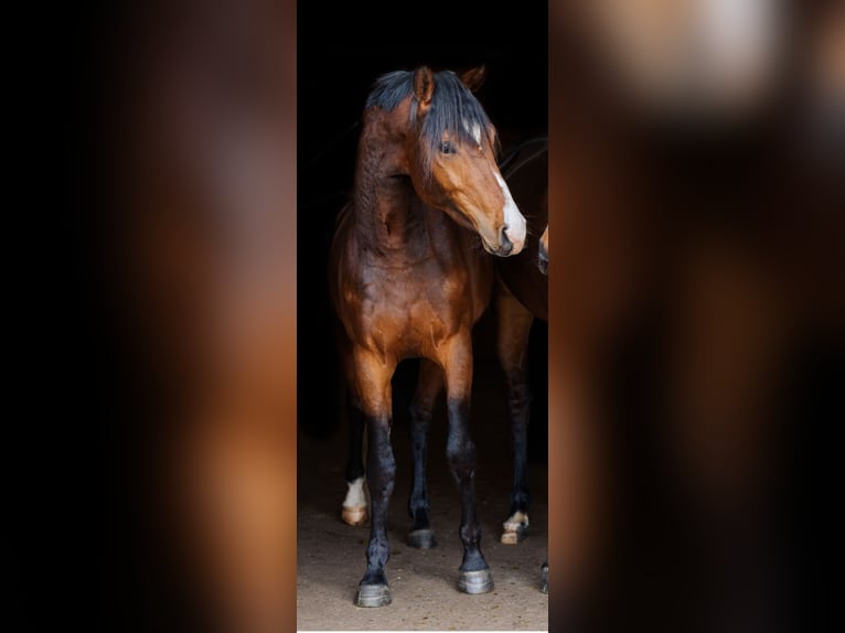 Westphalien Hongre 5 Ans 164 cm Bai in Ensch