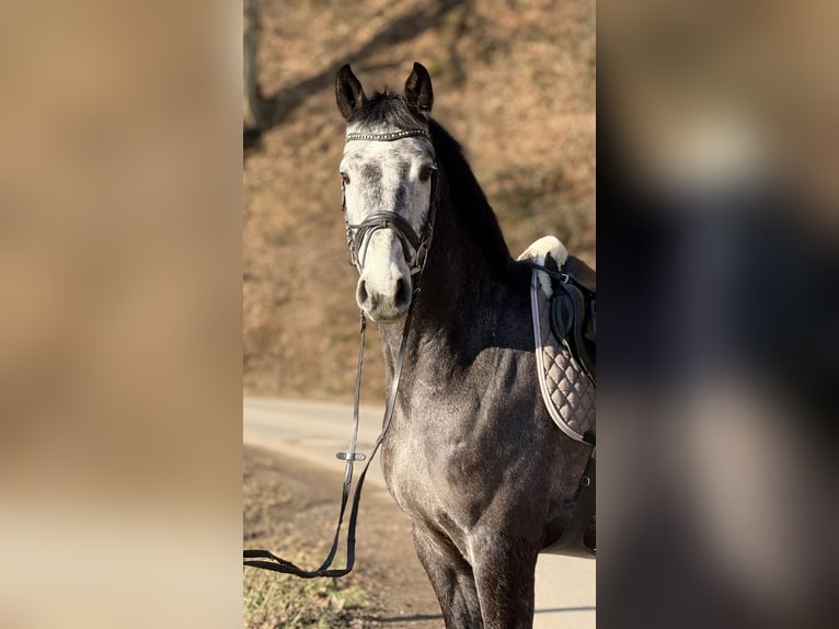 Westphalien Hongre 5 Ans 164 cm Gris in Schenklengsfeld