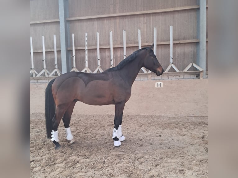 Westphalien Hongre 5 Ans 165 cm Bai brun in Much