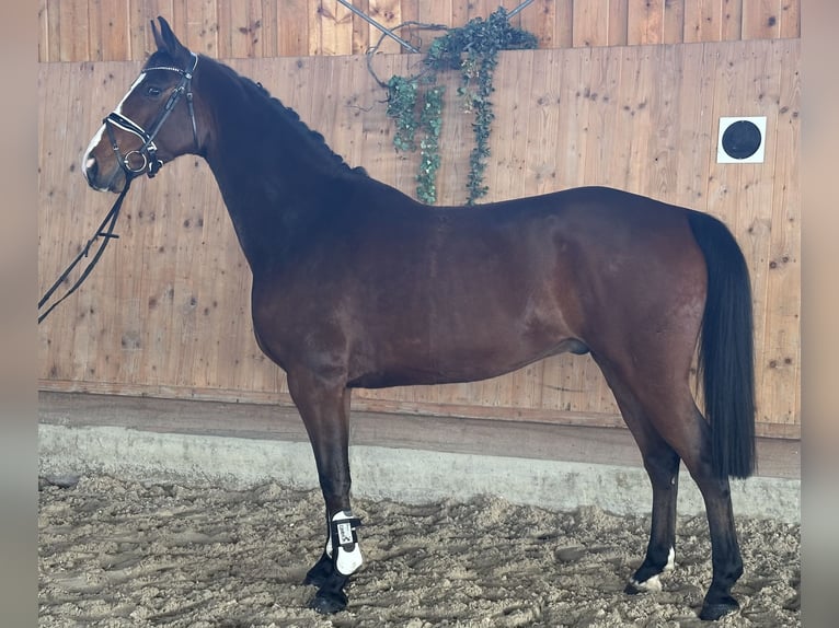 Westphalien Hongre 5 Ans 165 cm Bai in Riedlingen