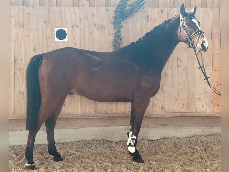 Westphalien Hongre 5 Ans 165 cm Bai in Riedlingen