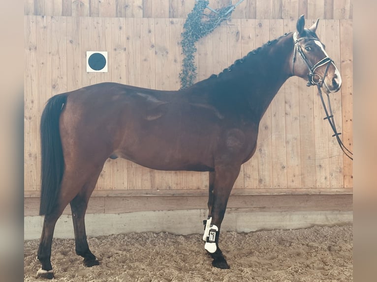 Westphalien Hongre 5 Ans 165 cm Bai in Riedlingen