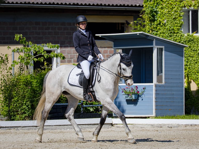 Westphalien Hongre 5 Ans 165 cm Gris in Baden
