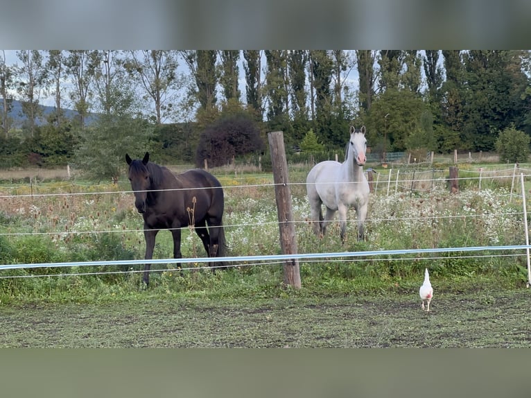 Westphalien Hongre 5 Ans 165 cm Gris in Baden