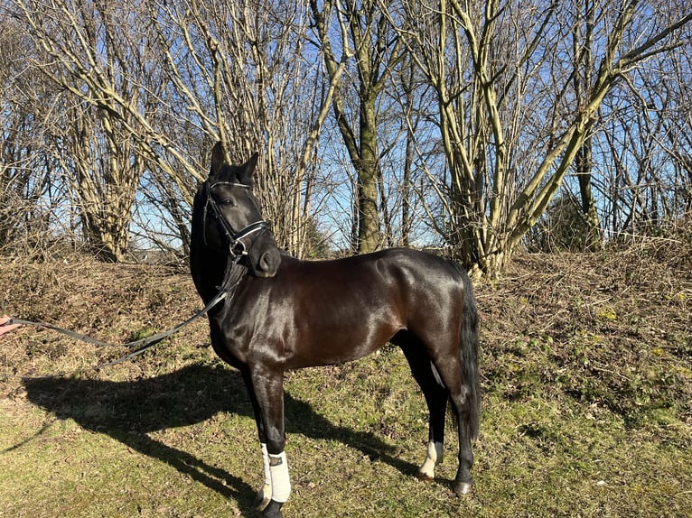 Westphalien Hongre 5 Ans 165 cm Noir in Bochum