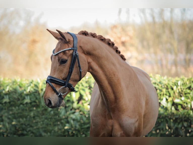 Westphalien Hongre 5 Ans 166 cm Alezan in Ahaus