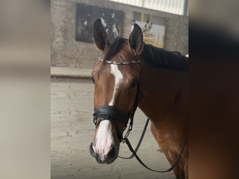 Westphalien Hongre 5 Ans 166 cm Bai in Rosenheim