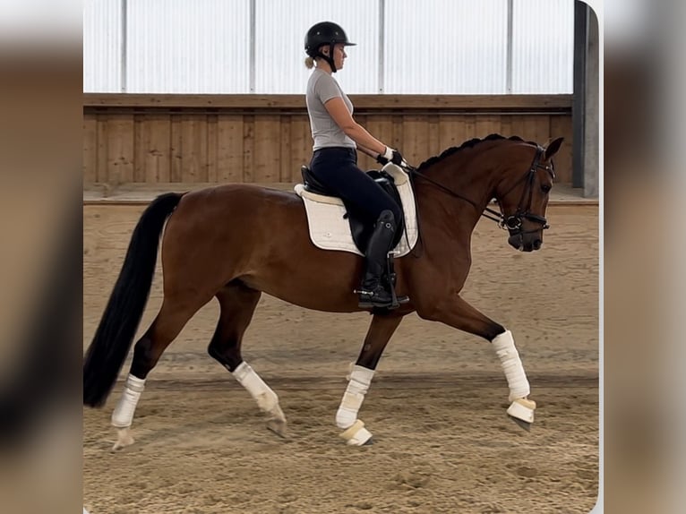 Westphalien Hongre 5 Ans 166 cm Bai in Rosenheim