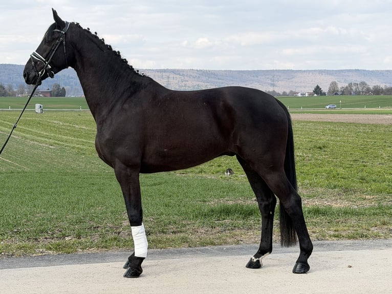 Westphalien Hongre 5 Ans 166 cm Noir in Riedlingen