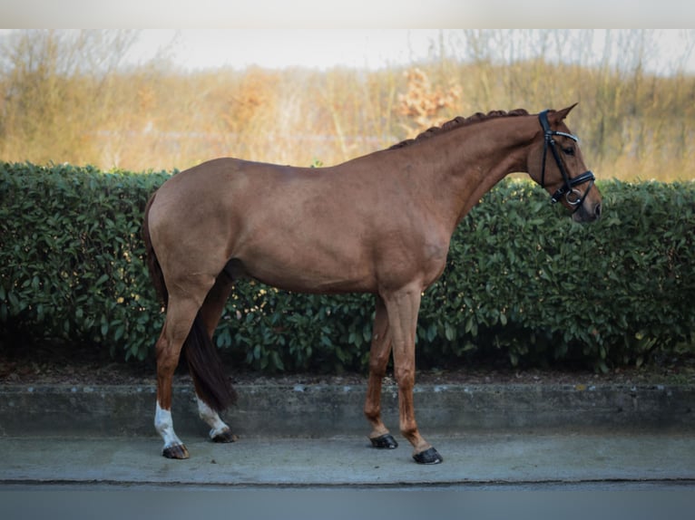 Westphalien Hongre 5 Ans 167 cm Alezan in Ahaus