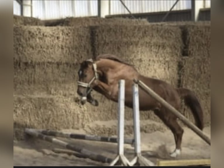 Westphalien Hongre 5 Ans 167 cm Alezan in Gummersbach