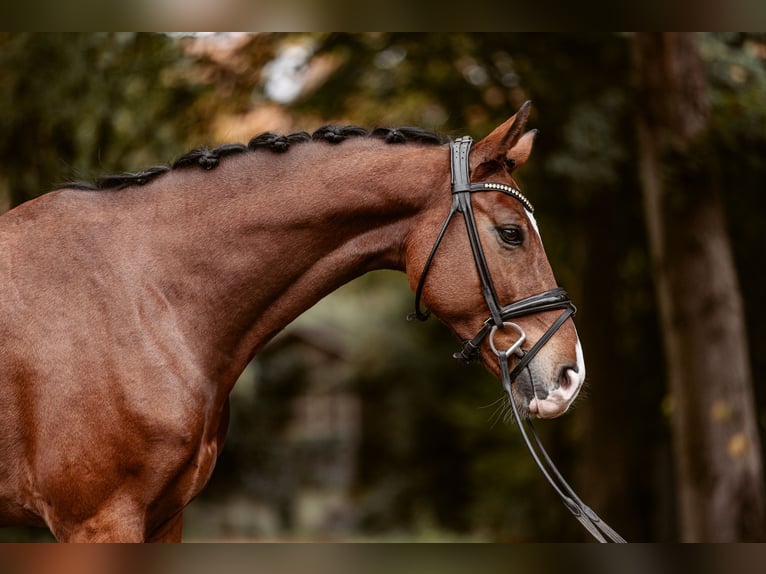 Westphalien Hongre 5 Ans 167 cm Bai brun in Schermbeck