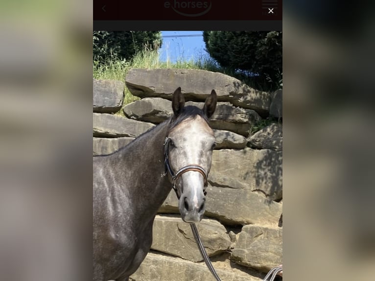 Westphalien Hongre 5 Ans 167 cm Gris in Windhagen