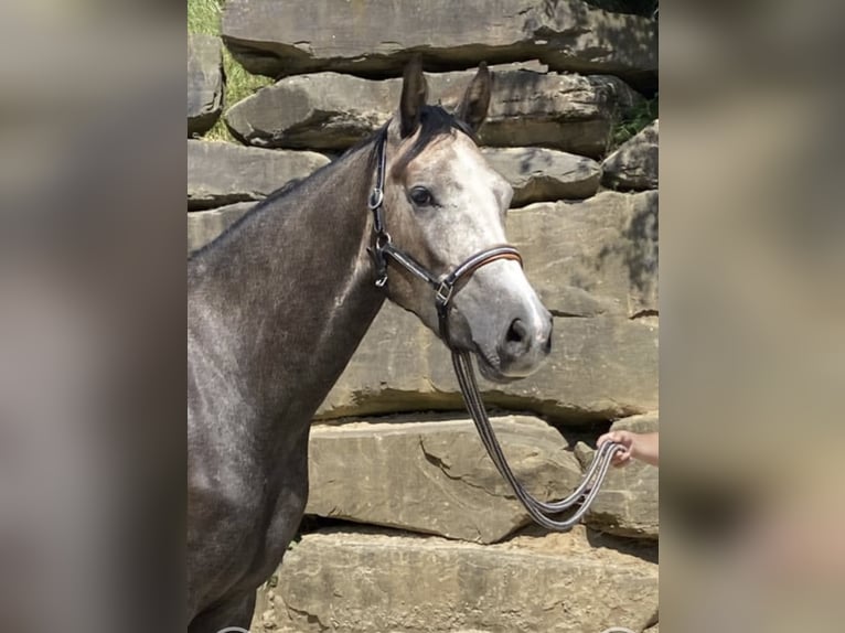 Westphalien Hongre 5 Ans 167 cm Gris in Windhagen