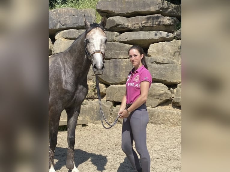 Westphalien Hongre 5 Ans 167 cm Gris in Windhagen