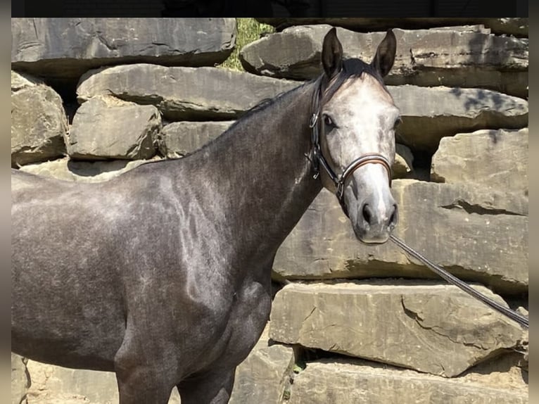 Westphalien Hongre 5 Ans 167 cm Gris in Windhagen