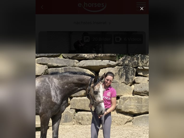 Westphalien Hongre 5 Ans 167 cm Gris in Windhagen