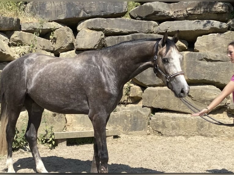Westphalien Hongre 5 Ans 167 cm Gris in Windhagen