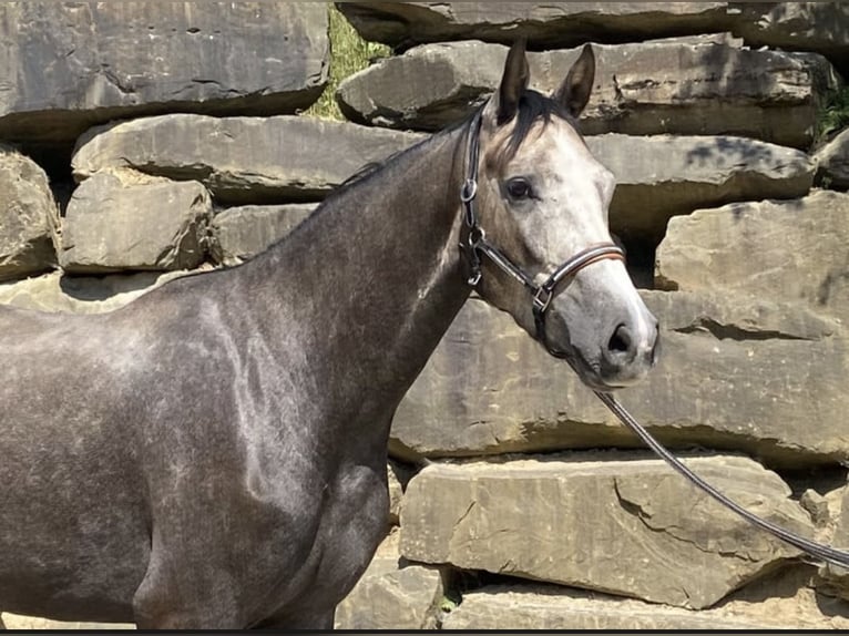Westphalien Hongre 5 Ans 167 cm Gris in Windhagen
