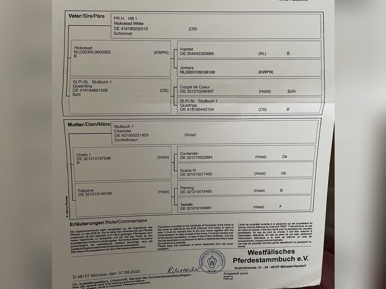 Westphalien Hongre 5 Ans 167 cm Gris in Windhagen