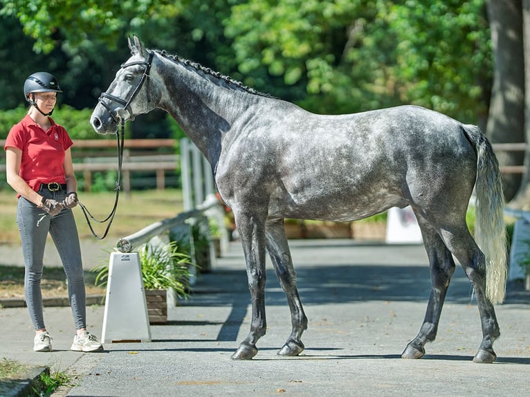 Westphalien Hongre 5 Ans 167 cm Gris in M&#xFC;nster-Handorf