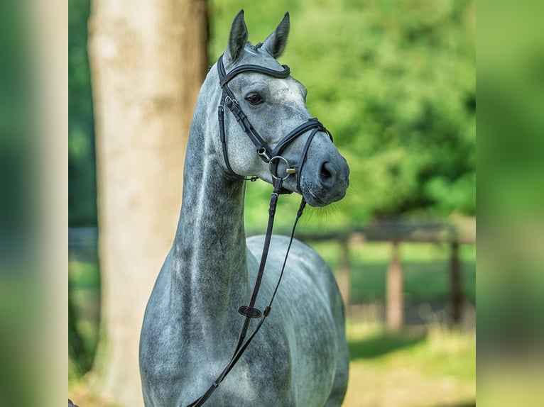 Westphalien Hongre 5 Ans 167 cm Gris in M&#xFC;nster-Handorf