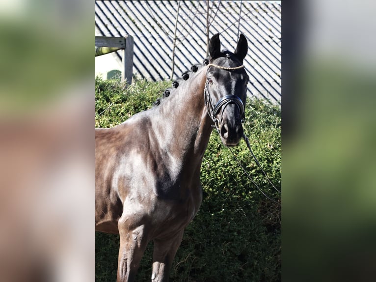 Westphalien Hongre 5 Ans 167 cm Noir in Fröndenberg