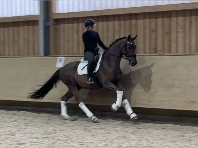 Westphalien Hongre 5 Ans 168 cm Alezan brûlé in Jengen