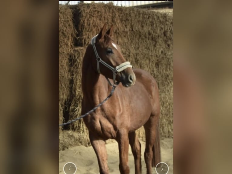 Westphalien Hongre 5 Ans 168 cm Alezan in Gummersbach