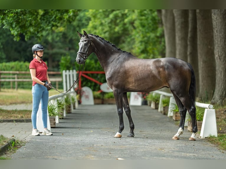 Westphalien Hongre 5 Ans 168 cm Bai brun in Schenklengsfeld