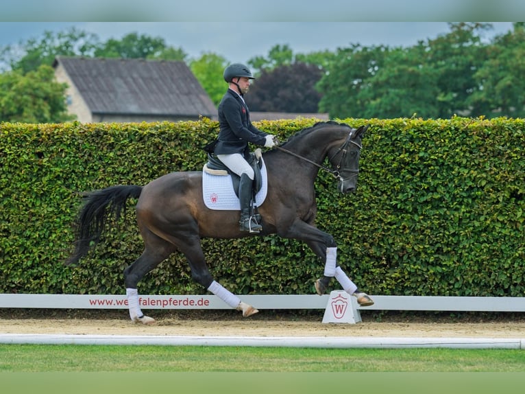 Westphalien Hongre 5 Ans 168 cm Bai brun in Schenklengsfeld