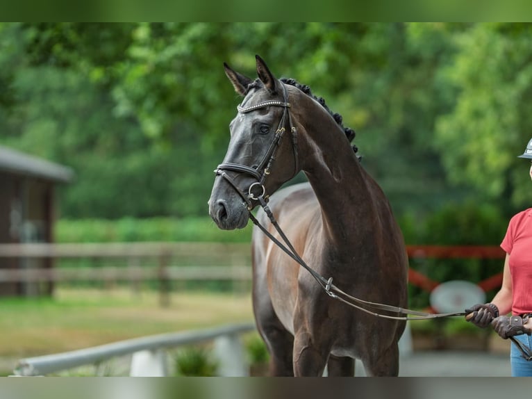 Westphalien Hongre 5 Ans 168 cm Bai brun in Schenklengsfeld