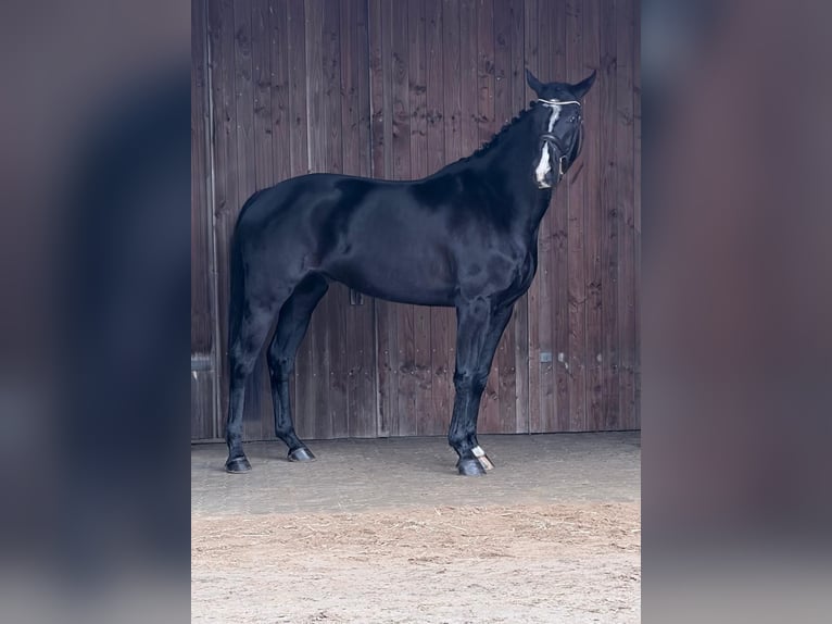 Westphalien Hongre 5 Ans 168 cm Bai brun in Achtrup