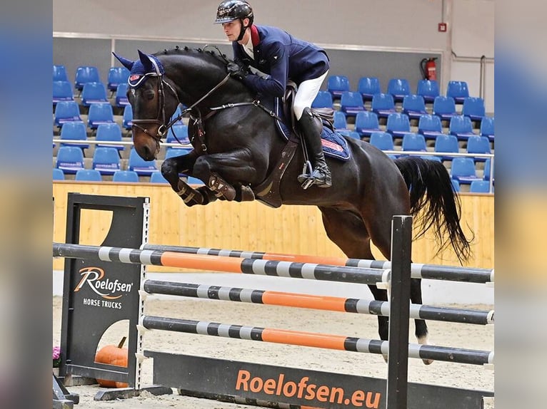 Westphalien Hongre 5 Ans 168 cm Bai brun in Vechta