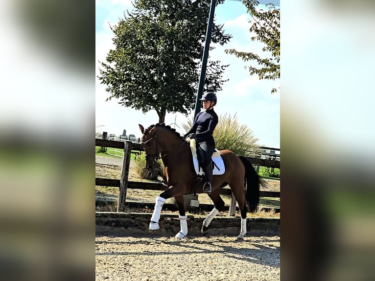 Westphalien Hongre 5 Ans 168 cm Bai in Kempen