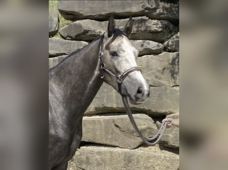 Westphalien Hongre 5 Ans 168 cm Gris in Windhagen