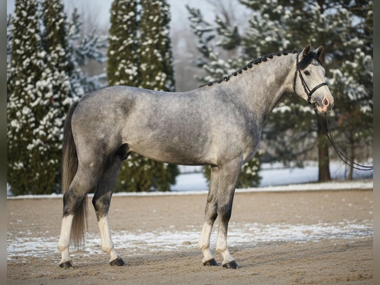 Westphalien Hongre 5 Ans 168 cm Gris in Mor