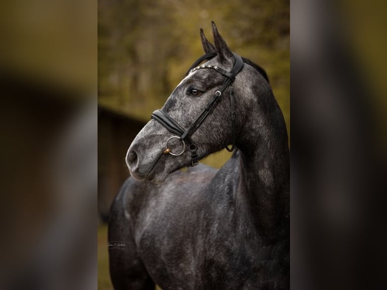 Westphalien Hongre 5 Ans 168 cm Gris in Freudenberg