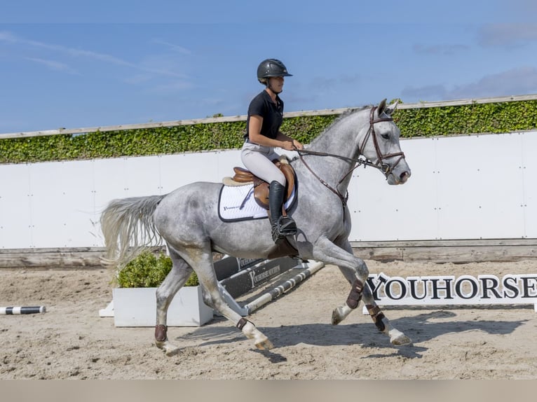 Westphalien Hongre 5 Ans 168 cm Gris in Waddinxveen