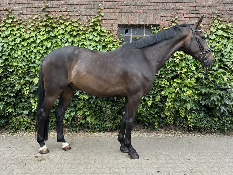 Westphalien Hongre 5 Ans 169 cm Bai in Rees