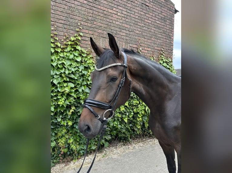 Westphalien Hongre 5 Ans 169 cm Bai in Rees