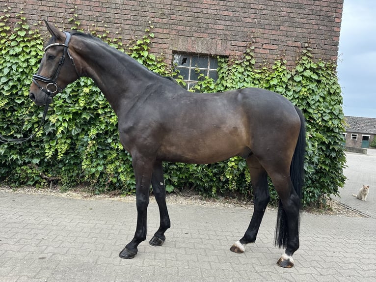 Westphalien Hongre 5 Ans 169 cm Bai in Rees