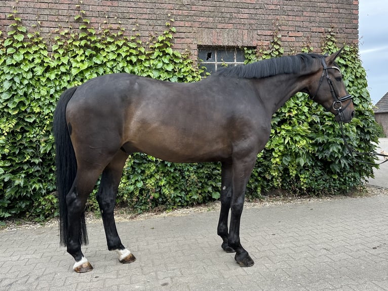 Westphalien Hongre 5 Ans 169 cm Bai in Rees