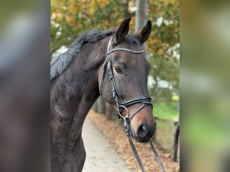 Westphalien Hongre 5 Ans 169 cm Bai in Rees