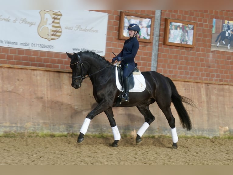 Westphalien Hongre 5 Ans 169 cm Noir in Paderborn