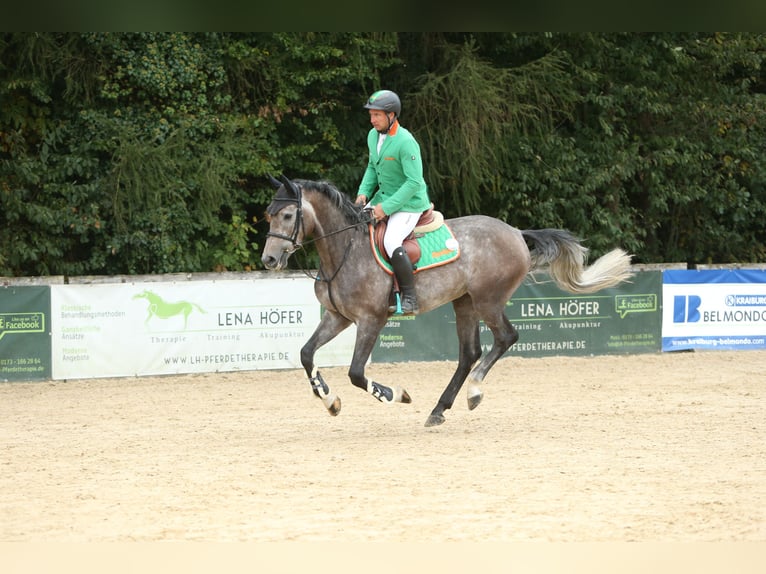 Westphalien Hongre 5 Ans 170 cm Aubère in Kitzbühel