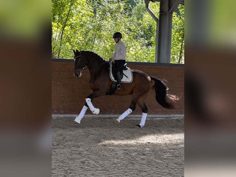 Westphalien Hongre 5 Ans 170 cm Bai brun in Wermelskirchen