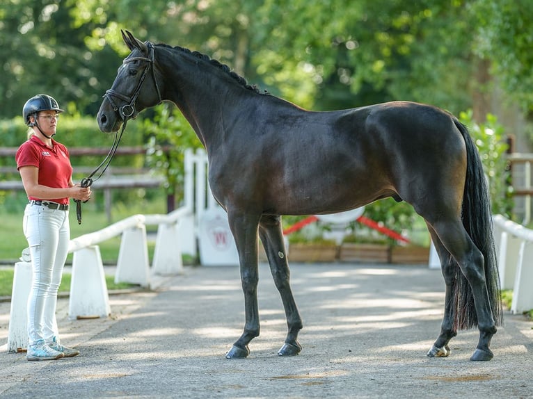 Westphalien Hongre 5 Ans 170 cm Bai brun in Münster